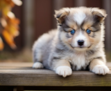 Mini Pomskydoodle Puppies For Sale Windy City Pups